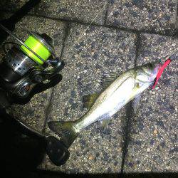 アジではなく、、