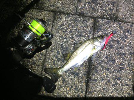 アジではなく、、