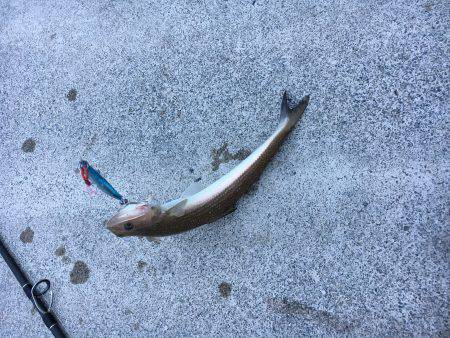 ジグパラでエソパラ