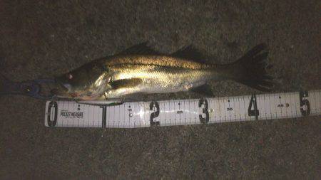 ランカーgetしました