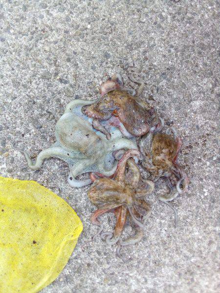 タコは釣れたがアオリはまだか？