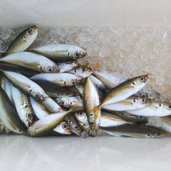 阿南市の椿泊でタチウオと小アジ