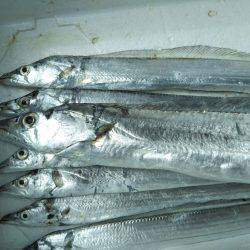 阿南市の椿泊でタチウオと小アジとハマフエフキ