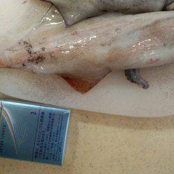 ケンサキビッグサイズ!