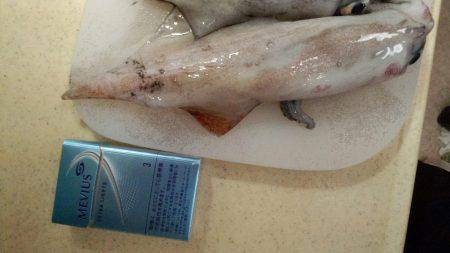 ケンサキビッグサイズ!