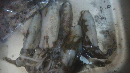 アオリイカ　5杯