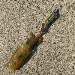 タチウオ&アオリイカ