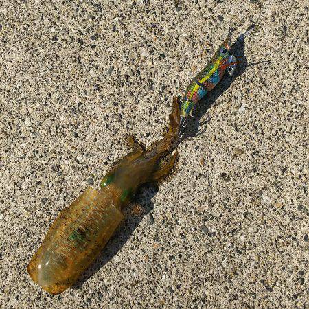 タチウオ&アオリイカ