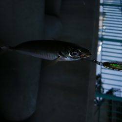 ジグサビキ　ワインド