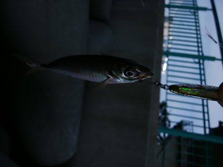 ジグサビキ　ワインド