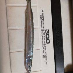 サヨリがやってきました