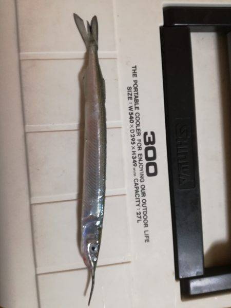 サヨリがやってきました