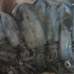 アオリイカ　11杯