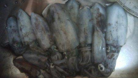 アオリイカ　11杯