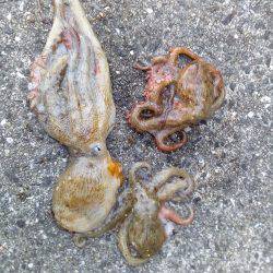 やっぱり土産はタコかいな‼