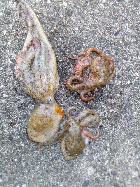 やっぱり土産はタコかいな‼