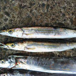 阿南市の辰巳でタチウオとカマス