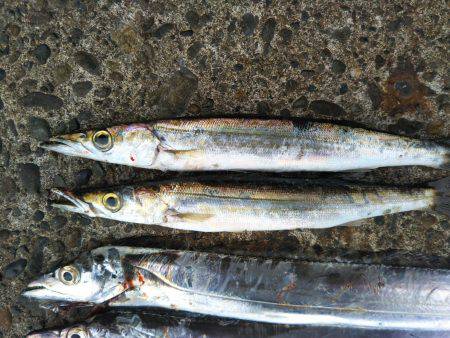 阿南市の辰巳でタチウオとカマス