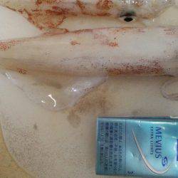 ビックサイズケンサキ！！