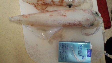 ビックサイズケンサキ！！