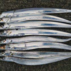 阿南市の答島港と大潟岸壁でタチウオ