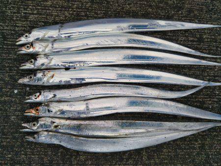 阿南市の答島港と大潟岸壁でタチウオ