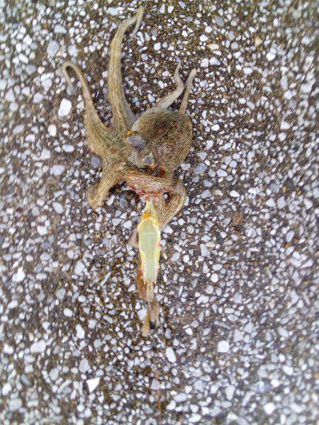 台風一過、荒波の中でもタコは釣れました。