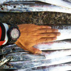 阿南市の辰巳でタチウオとシオ