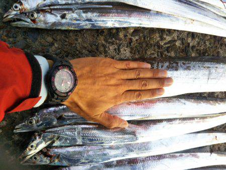 阿南市の辰巳でタチウオとシオ