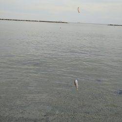 秋のキッシング