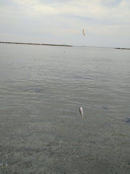 秋のキッシング