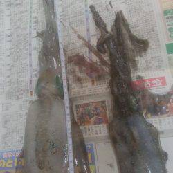 いか2杯釣れました