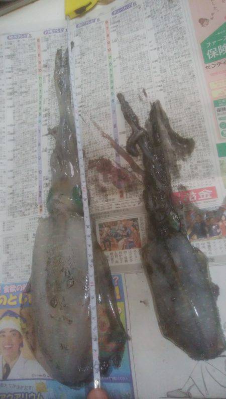 いか2杯釣れました