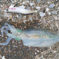 今年の初アオリイカ