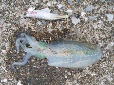 今年の初アオリイカ