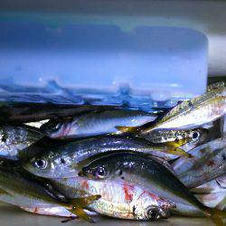 ２連夜の湾奥アジング