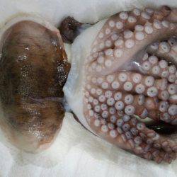 エギングのはずがタコ