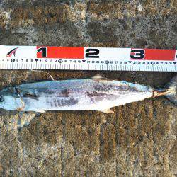 阿南市の辰巳でタチウオとサゴシ