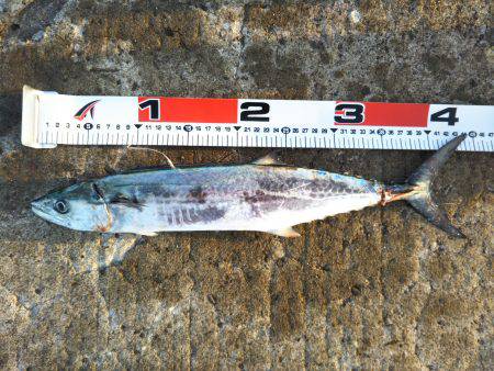 阿南市の辰巳でタチウオとサゴシ