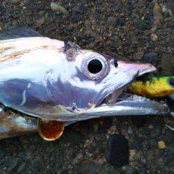 阿南市の辰巳でタチウオとサゴシ