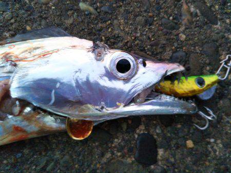 阿南市の辰巳でタチウオとサゴシ