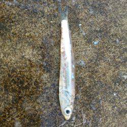 ダブル尺アジ！