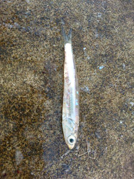 ダブル尺アジ！