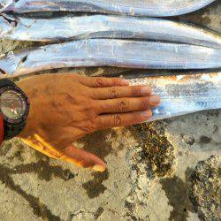 阿南市の椿泊でタチウオ