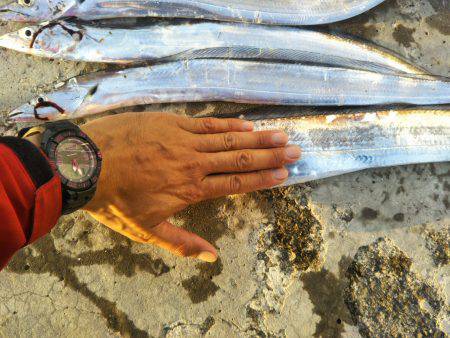 阿南市の椿泊でタチウオ