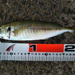 阿南市の辰巳でタチウオとアジ