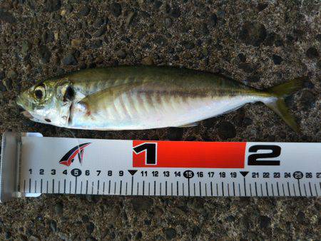 阿南市の辰巳でタチウオとアジ