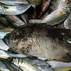 アジと太刀魚とマツダイ