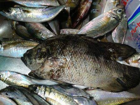 アジと太刀魚とマツダイ