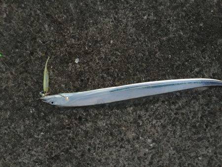 価値ある1匹かな~